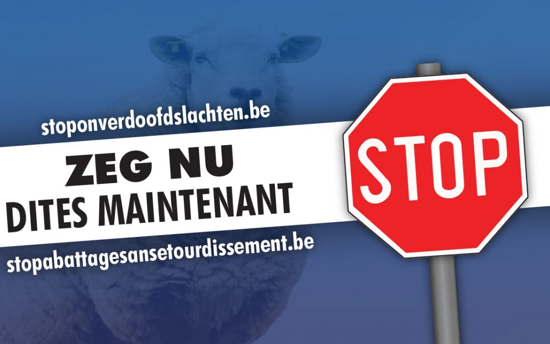 Vlaams Belang lanceert petitie tegen onverdoofd slachten in Brussel